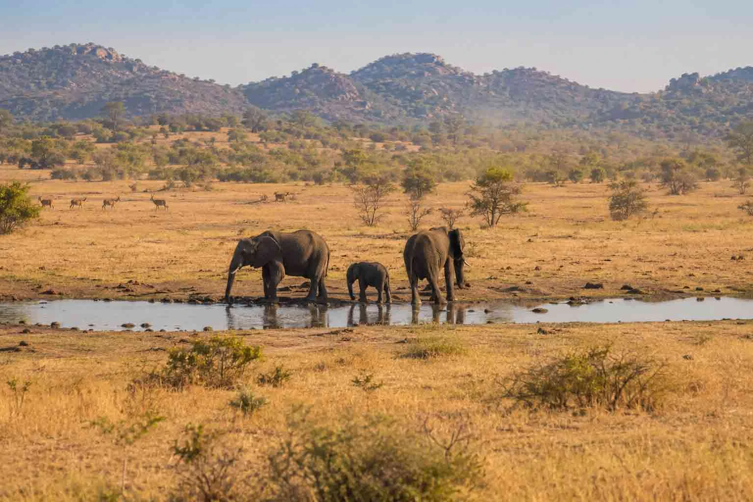 Elephants and antelope beside a waterhole in a varied South African safari landscape.