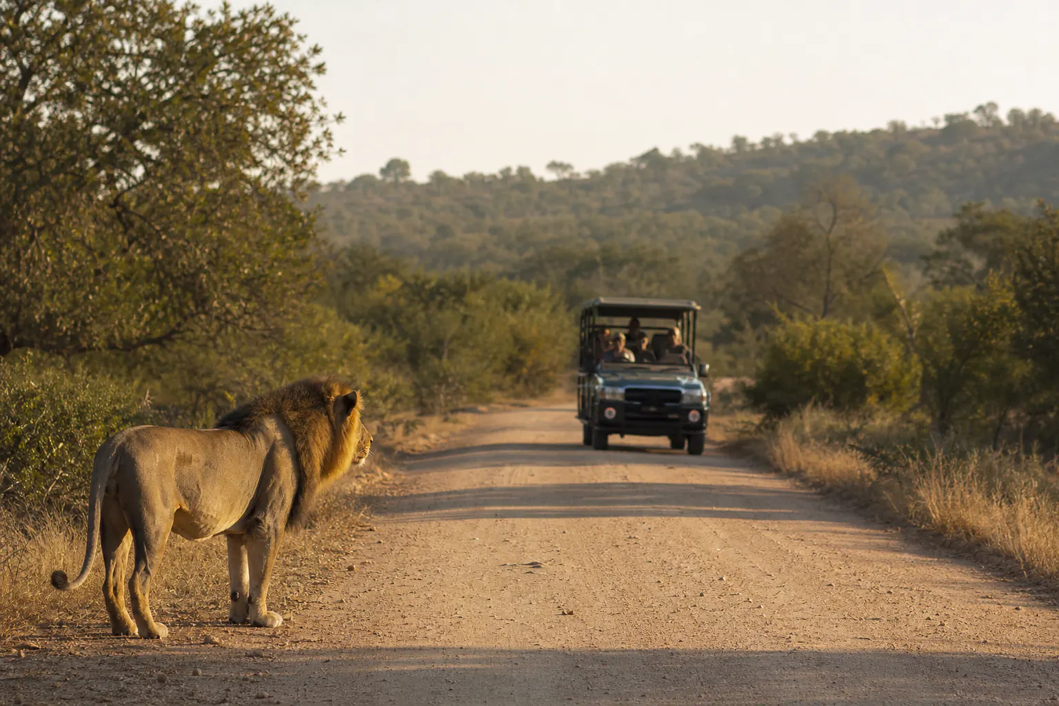 A practical safari or habitat scene related to Northern Kruger Safari.
