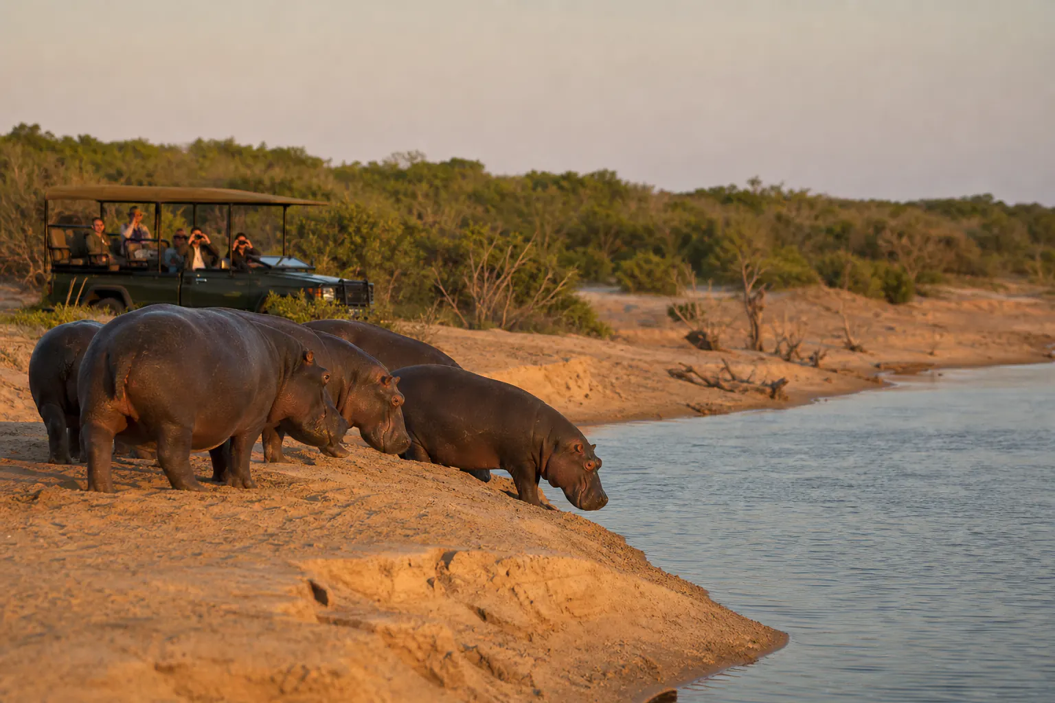 Wildlife and habitat scenery illustrating the safari experience around iSimangaliso Wetland Park.