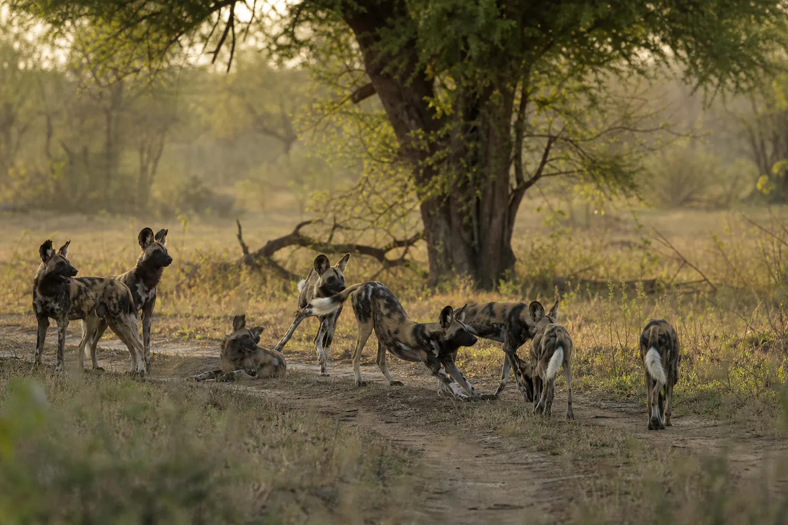 A wider habitat or behaviour scene featuring African wild dog Safari in South Africa.