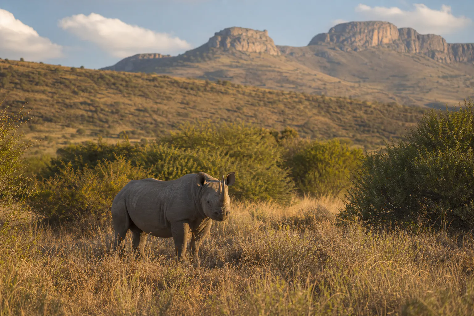 A wider habitat or behaviour scene featuring Black rhinoceros Safari in South Africa.