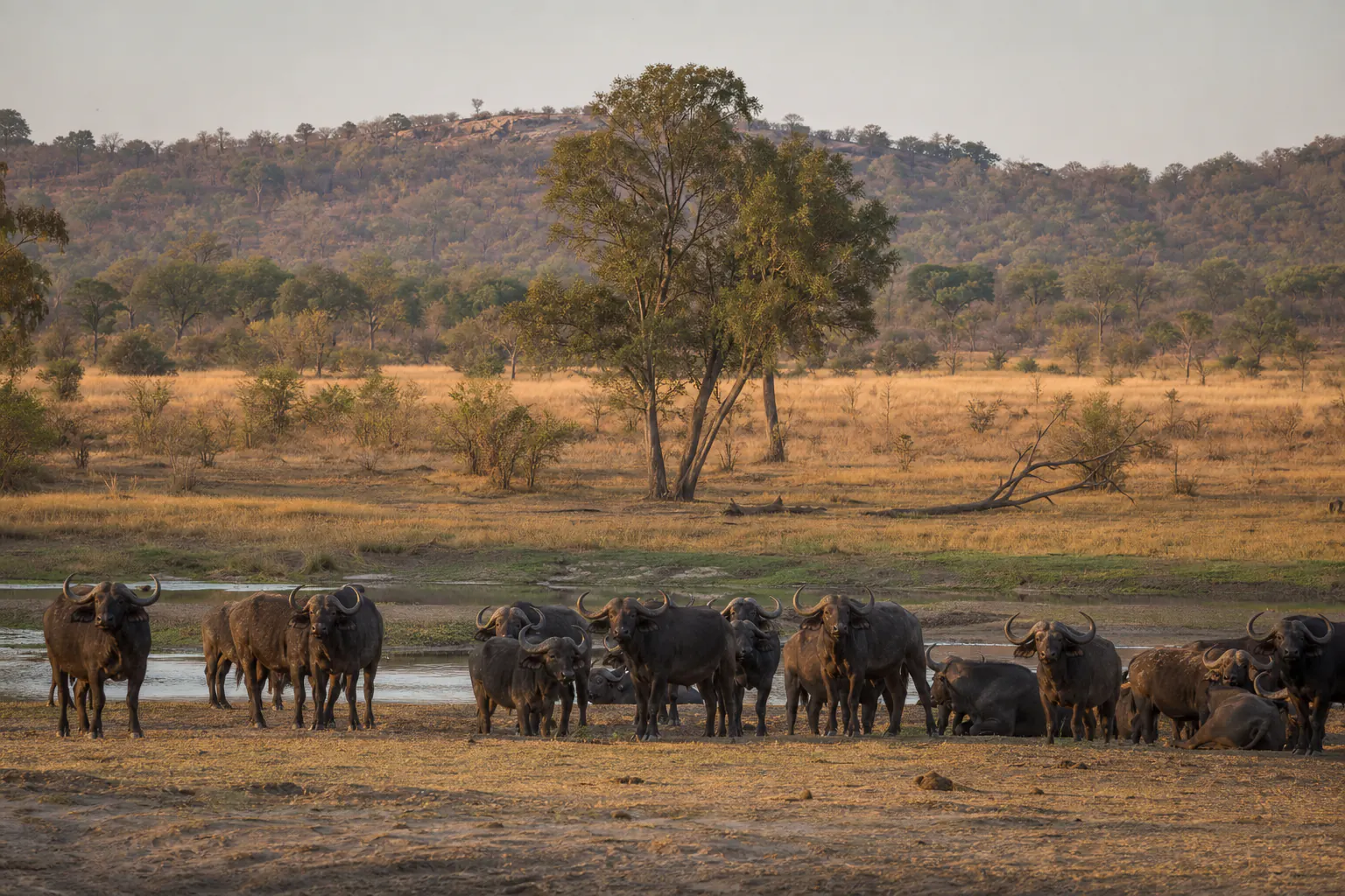 A wider habitat or behaviour scene featuring Cape buffalo Safari in South Africa.