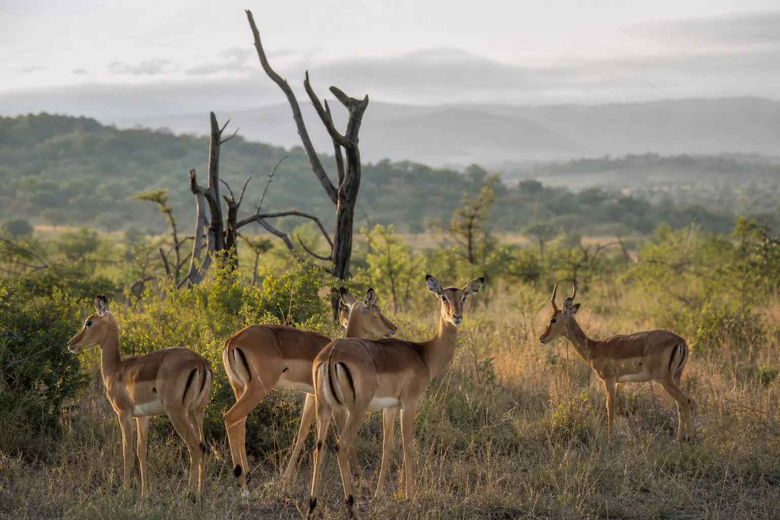 A wider habitat or behaviour scene featuring Impala Safari in South Africa.