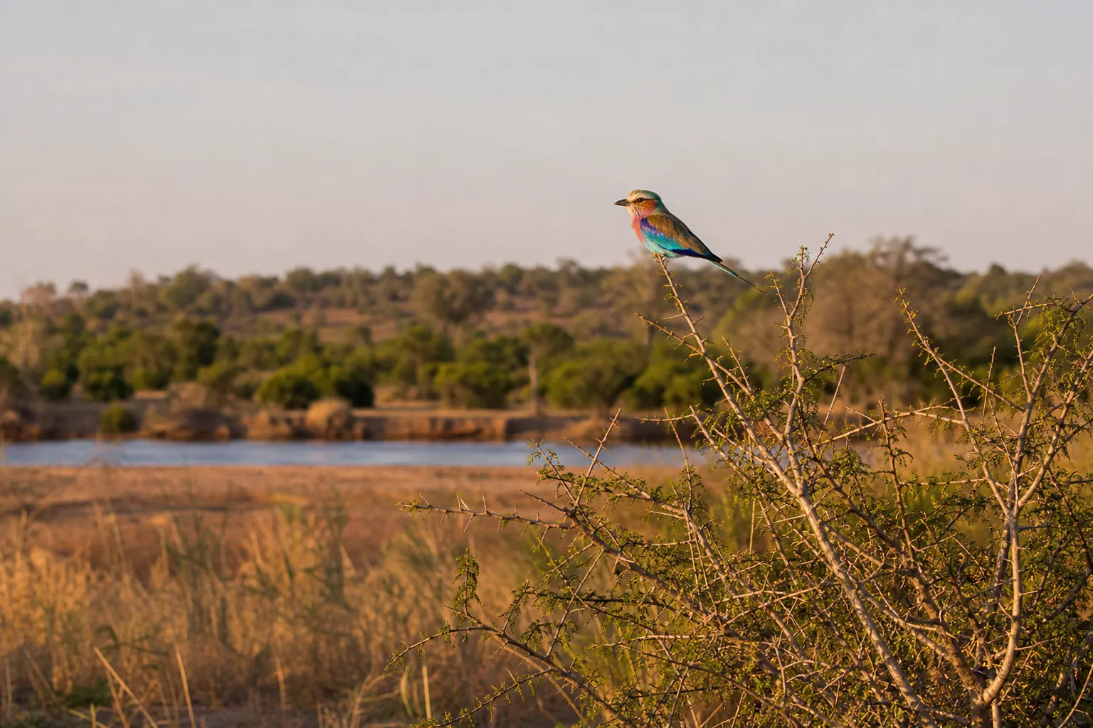 A wider habitat or behaviour scene featuring Lilac breasted roller Safari in South Africa.