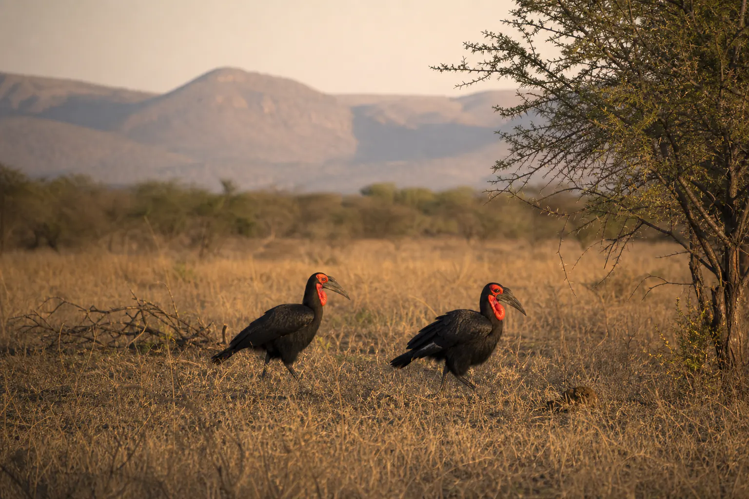 A wider habitat or behaviour scene featuring Southern ground hornbill Safari in South Africa.