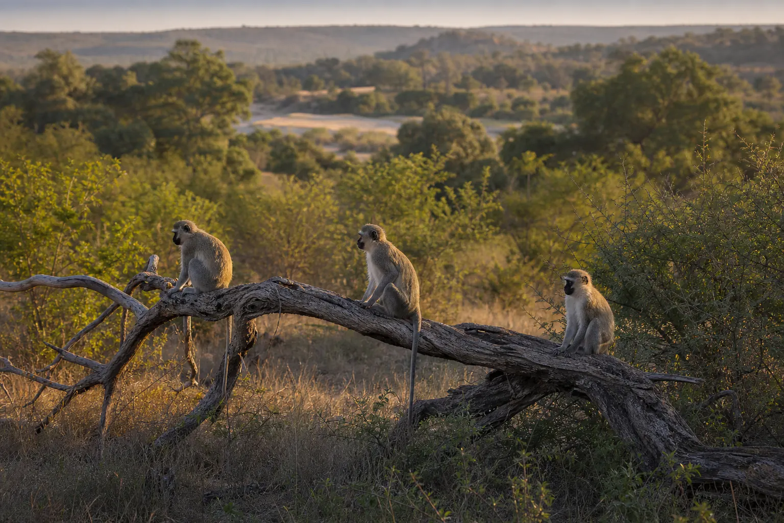 A wider habitat or behaviour scene featuring Vervet monkey Safari in South Africa.