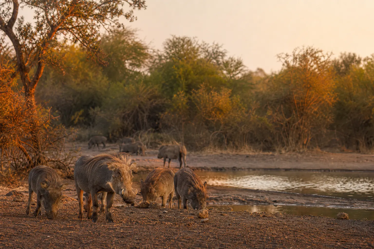 A wider habitat or behaviour scene featuring Warthog Safari in South Africa.