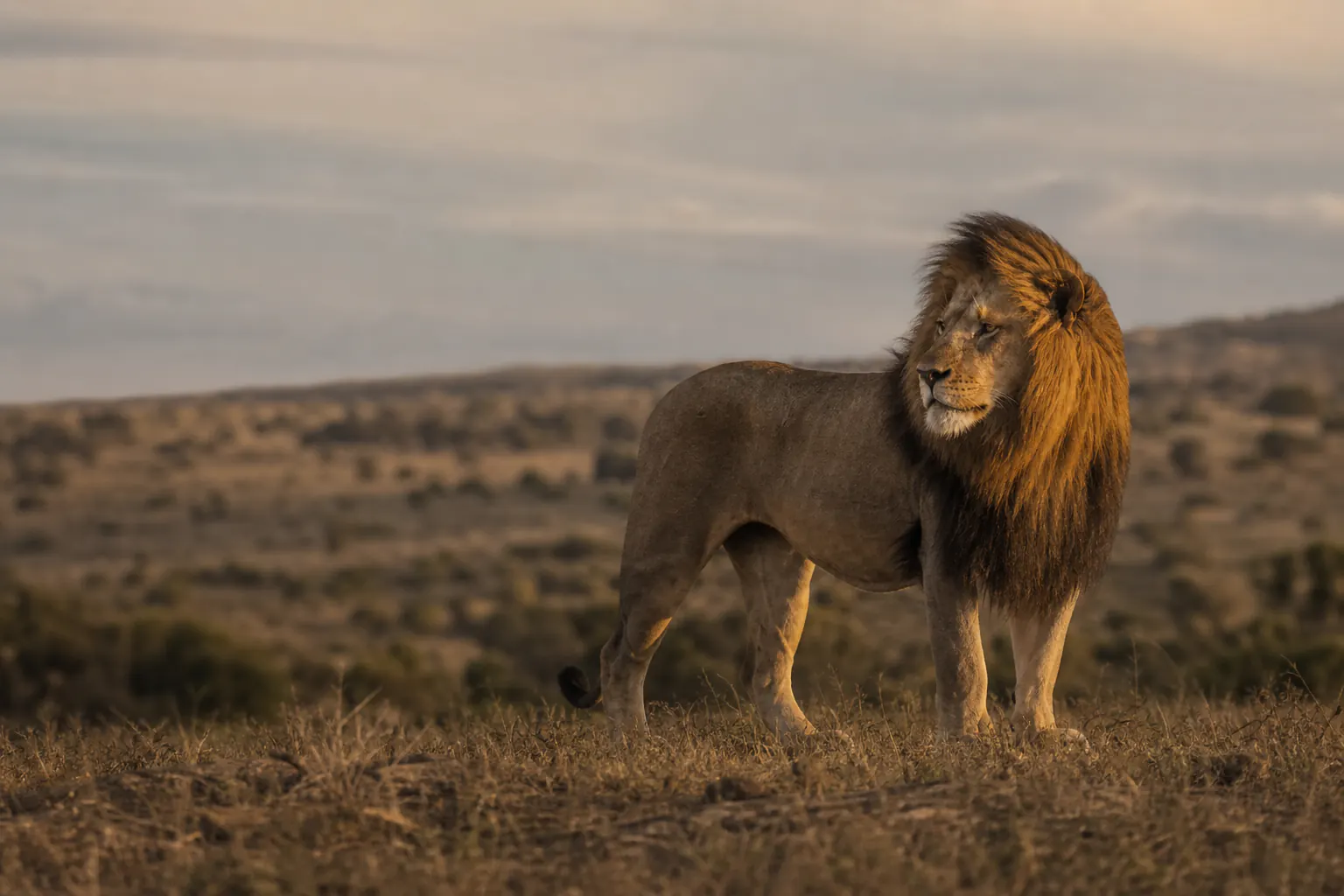A close wildlife view of African lion Safari in a natural South African habitat.