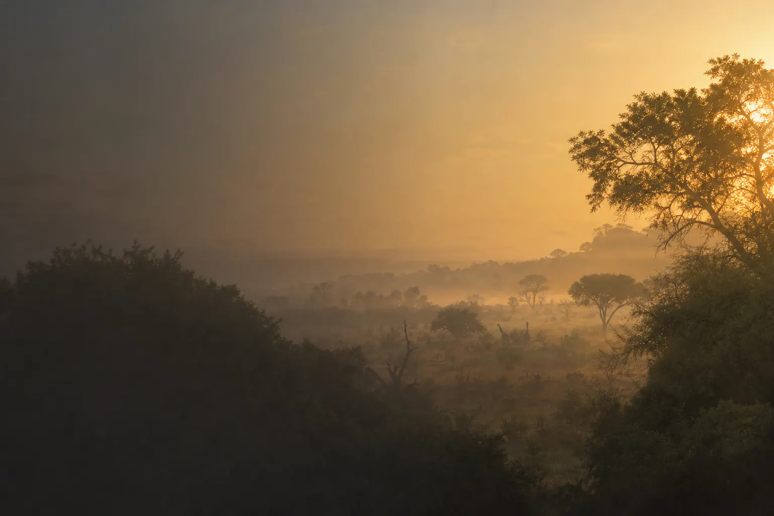 Early-morning golden light over South African bushveld with wildlife silhouettes in the distance.
