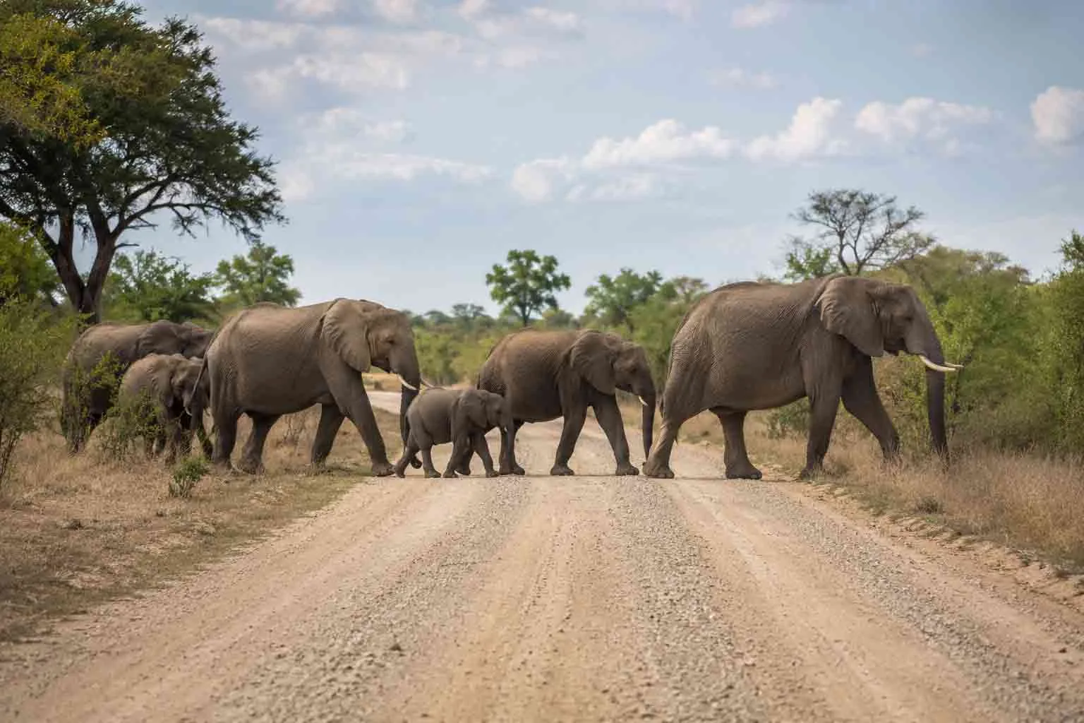 African elephants crossing a safari road in South Africa.