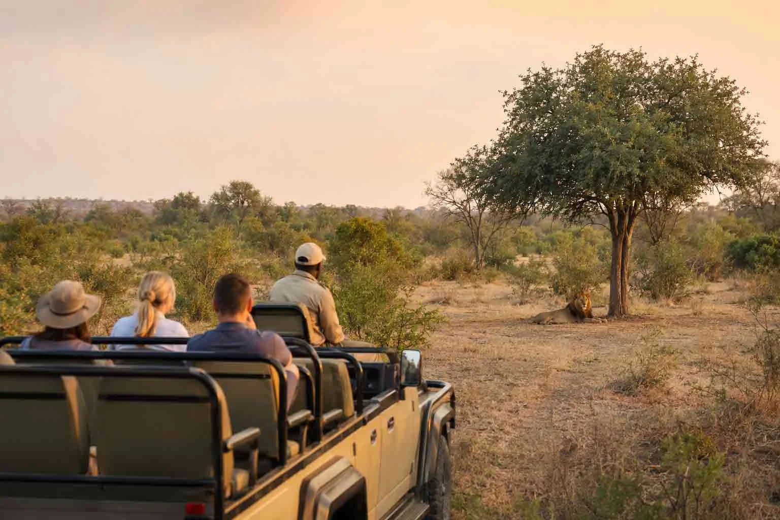 A guided safari group observing a lion from an open vehicle in Kruger National Park.