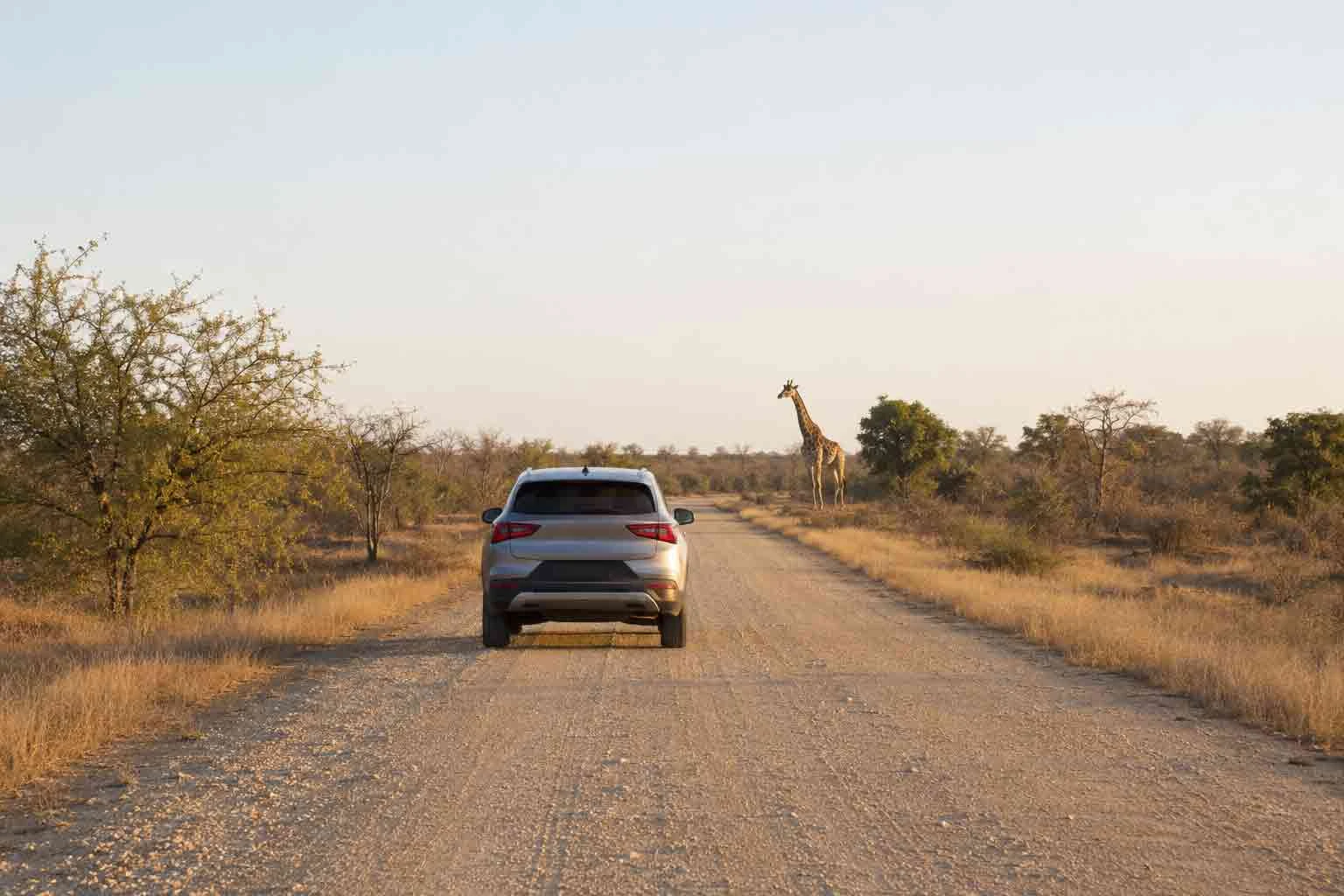 A self-drive vehicle on a road through the Kruger bushveld.
