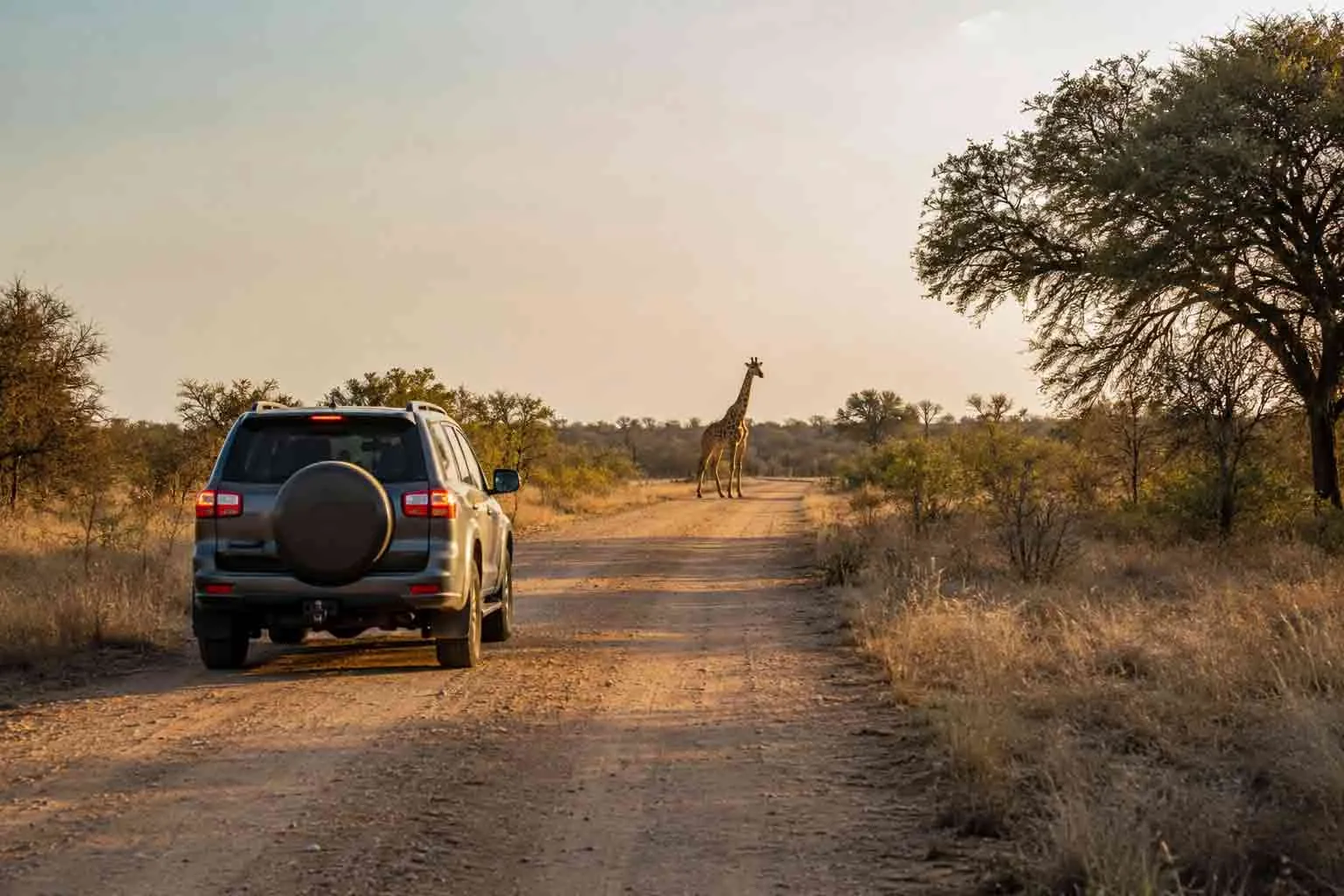 A self-drive safari vehicle near a giraffe in South Africa.