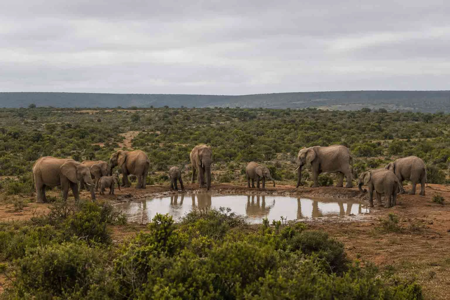 An elephant herd with calves beside a waterhole in Addo Elephant National Park.