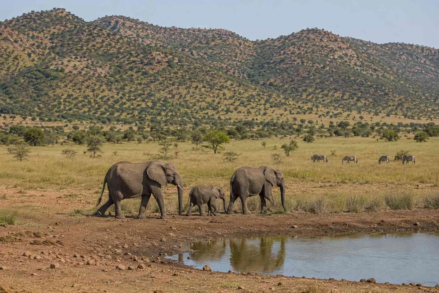 Elephants approaching a waterhole while zebras graze in Pilanesberg Game Reserve.