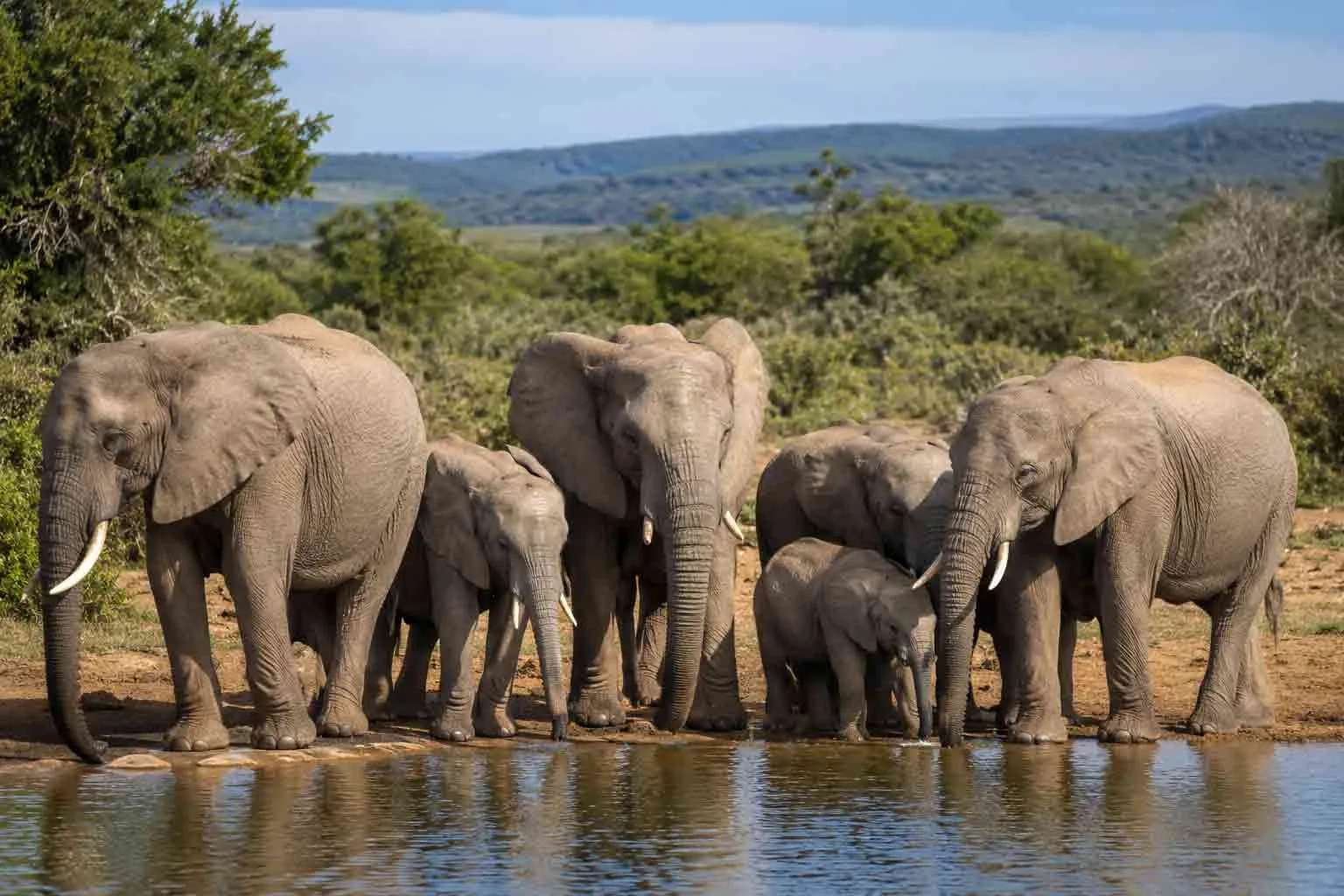 African elephants gathered at a waterhole in South Africa.