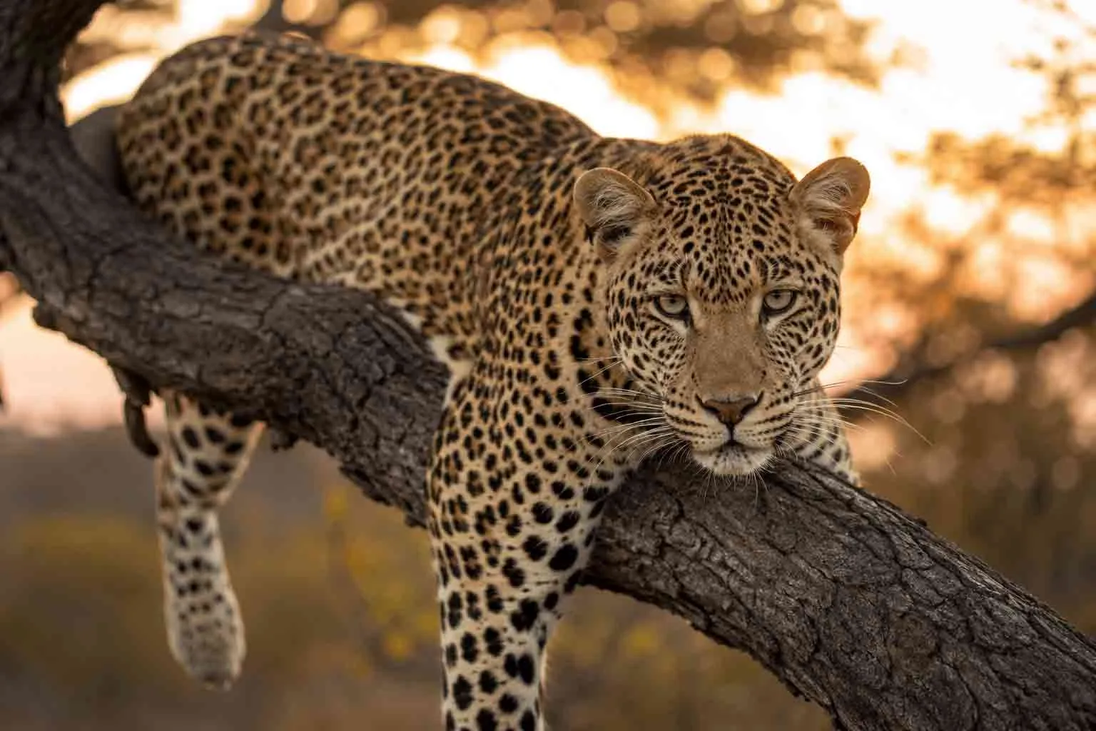 A leopard resting in a tree in a South African private reserve.