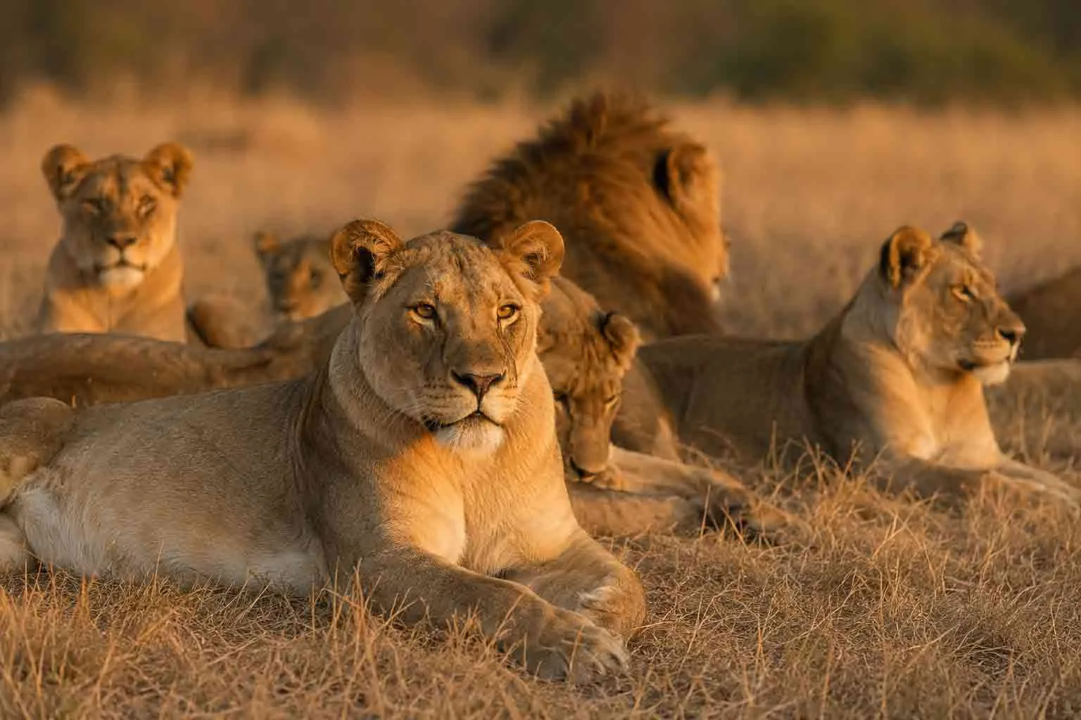 A lion pride resting on safari in South Africa.